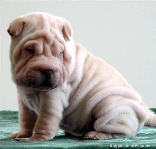 creamsharpei-normal.jpg