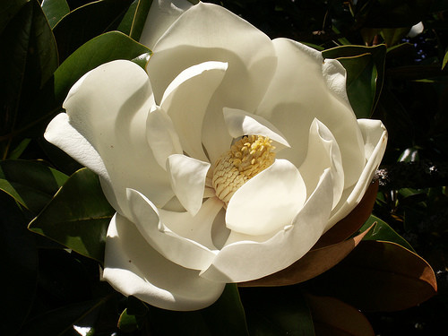 Magnolia_grandiflora1Stuart_Yeates%20%28