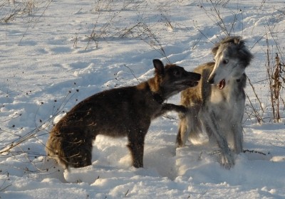 flora-fauna-tammikuu-normal.jpg