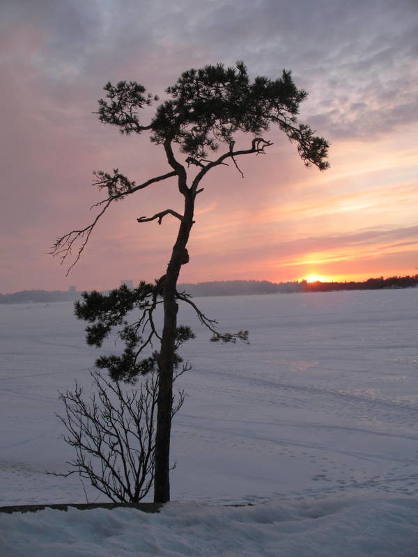 Seurasaari%20p%C3%A4%C3%A4si%C3%A4inen%2