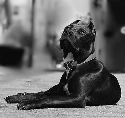 Jet-Black-Pitbull1-normal.jpg