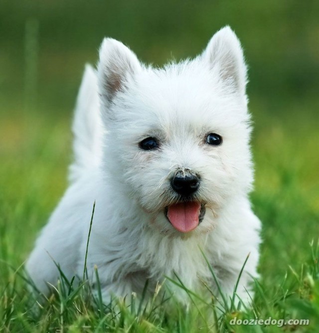 Westie-Puppy-5-normal.jpg