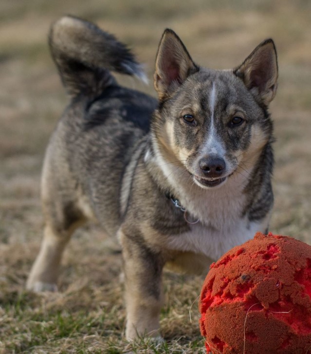 R%C3%B6lli%20ja%20pallo%2014.5%20Teemu%2