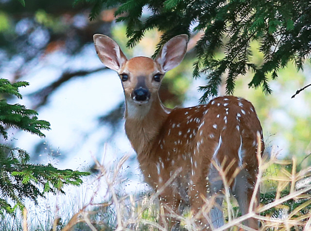 Bambi%2Clintuja%2Cperhosia%2Cpyjamalude%