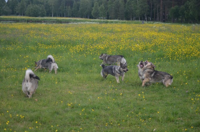 Tanjan%20ja%20mun%20koirat-normal.jpg