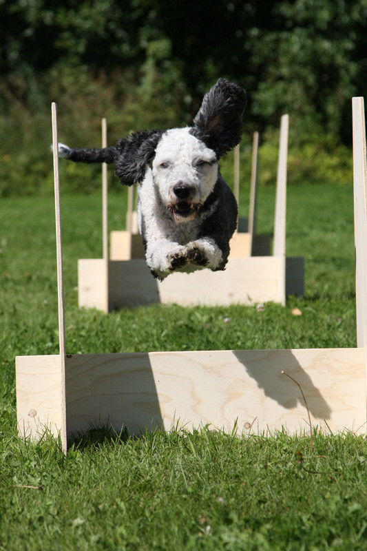 Nova%20ja%20flyball%20hypyt-normal.jpg