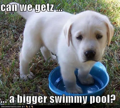 cute-puppy-dog-wants-bigger-swimming-poo