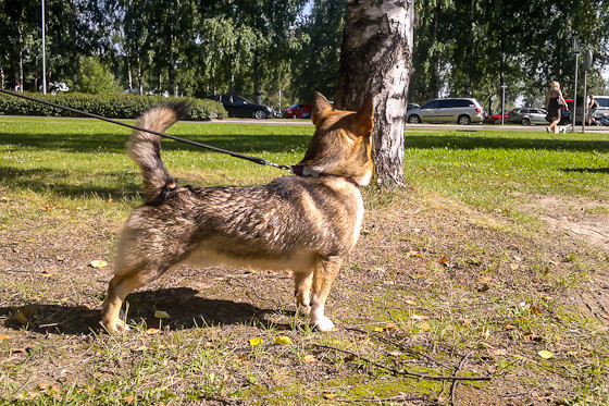 Iisalmi2013_m%C3%B6%C3%B6k%C3%B6_tuijott