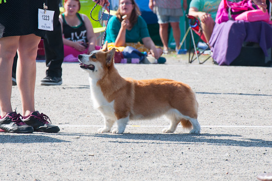 Iisalmi2013_nala_seisoo-normal.jpg