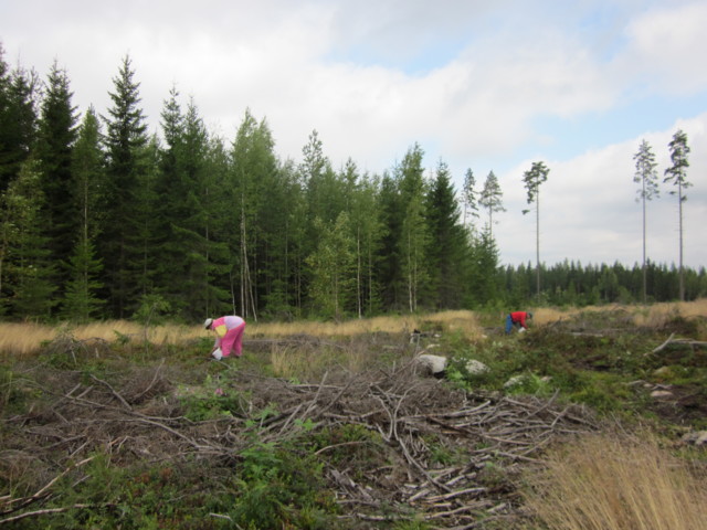 Puolukkareissu%20%2018.8.13%20005-normal