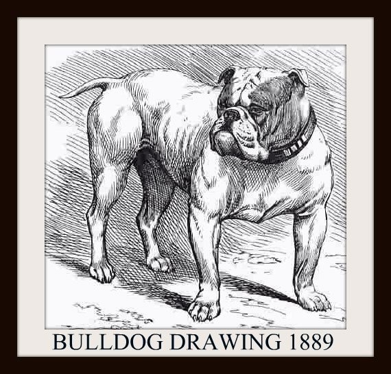 1889%20DrawingBulldog-1-normal.jpg