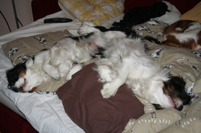 IMG_0820-normal.jpg