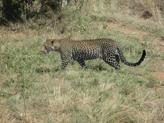 Leopardi-normal.jpg