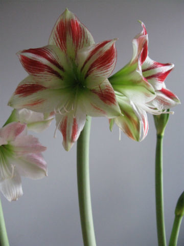 flmingoamaryllis20.11.13-normal.jpg