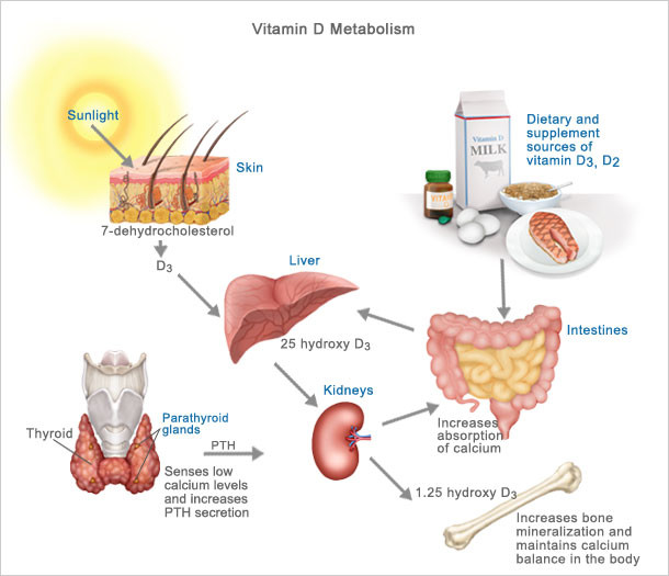 vitamin-d-metabolism-normal.jpg