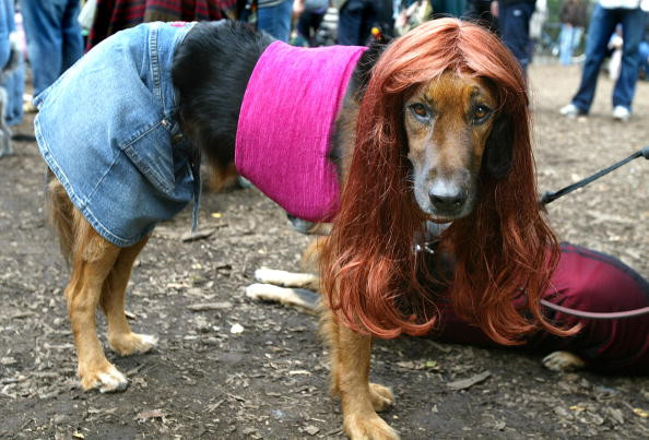 dog-woman-costume-halloween-normal.jpg