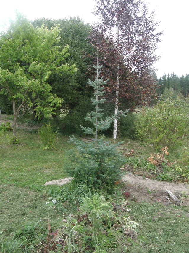 abies%20balsamea-normal.jpg