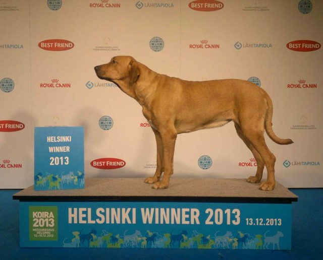 Hilu%20Helsinki%20Winner%2013-normal.jpg