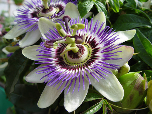 passion-flower-bsp.jpg