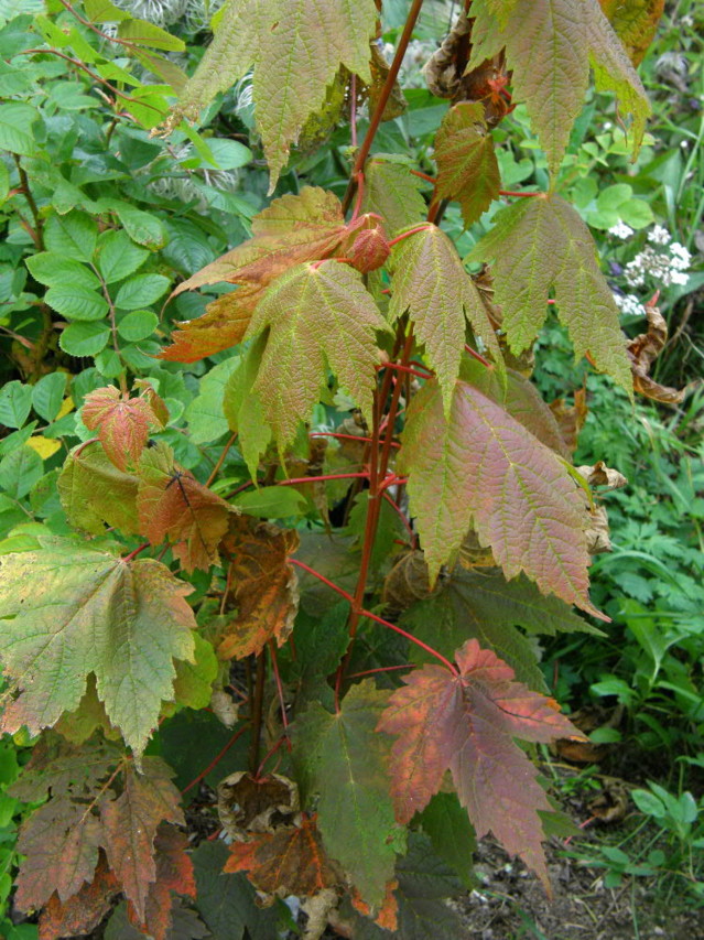 acer%20spicatum%2022-normal.jpg