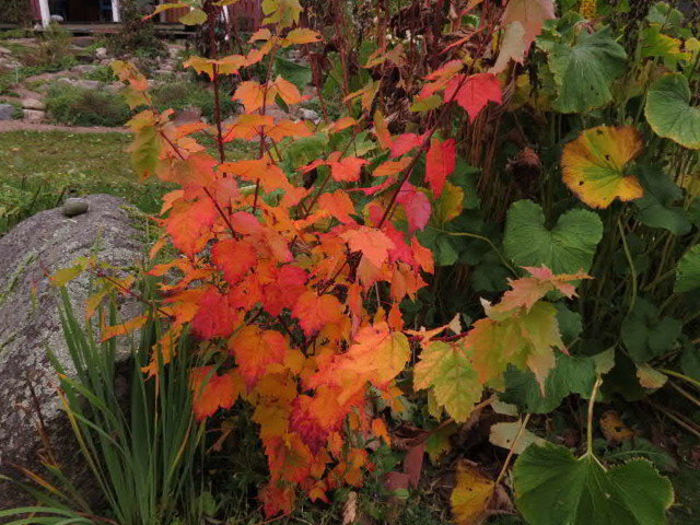 acer%20rubrum%2032-normal.jpg