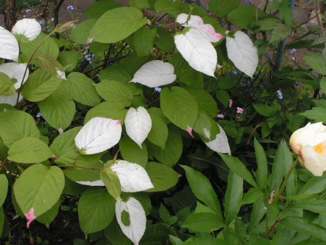 Actinidia%20kolomikta-normal.jpg