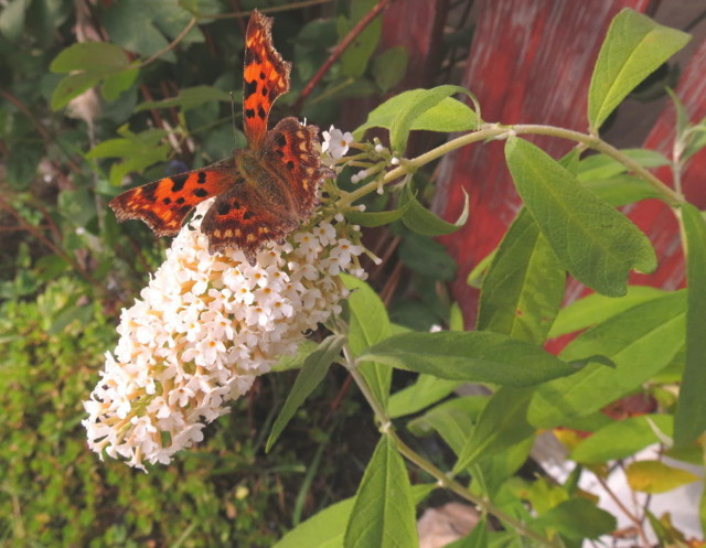 buddleja2-normal.jpg