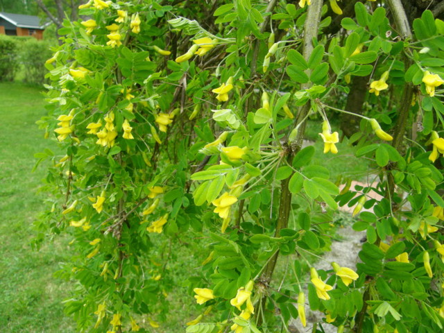 caragana%20arborescens%201-normal.jpg