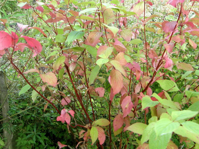 cornus%20alba%201-normal.jpg