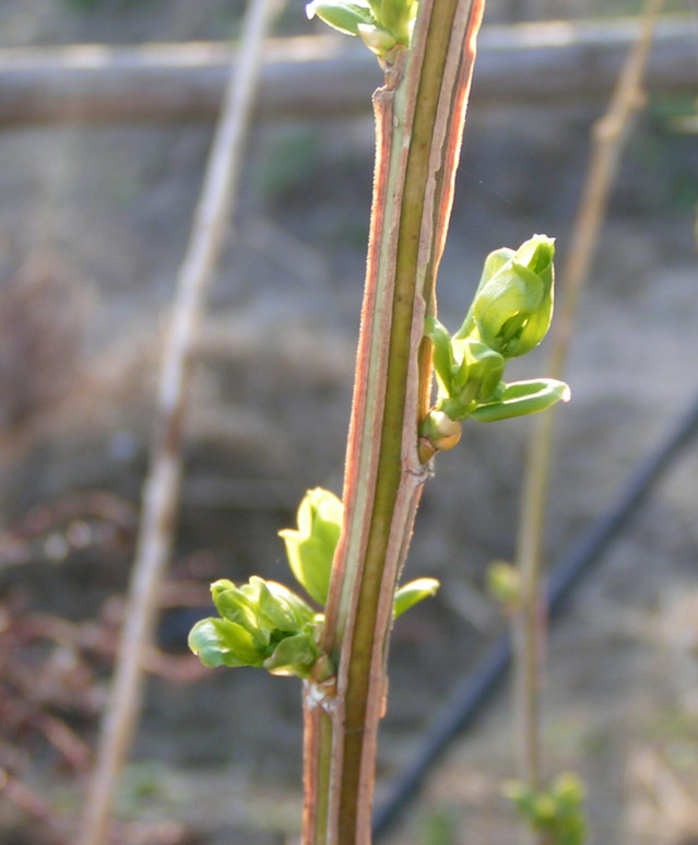 euonymus%202-normal.jpg