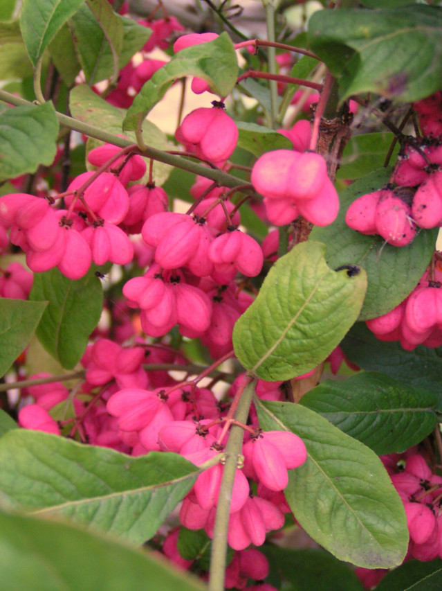 euonymus%20europaeus%201-normal.jpg