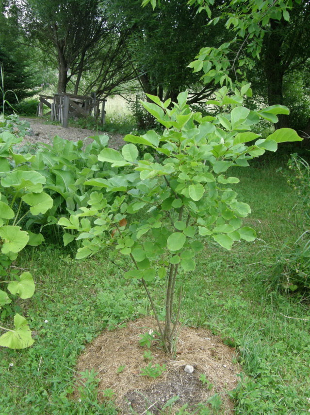 fraxinus%20densata3-normal.jpg