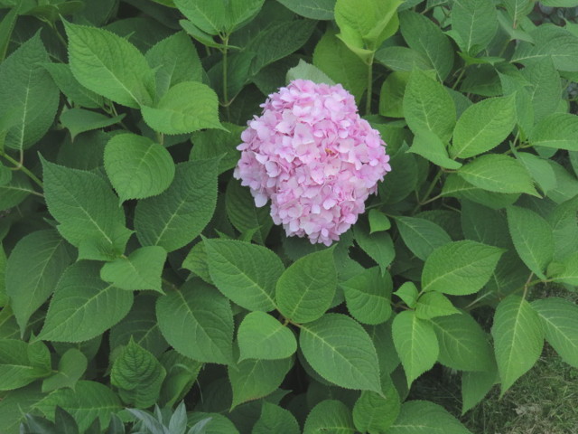 hydrangea%20macrophylla-normal.jpg