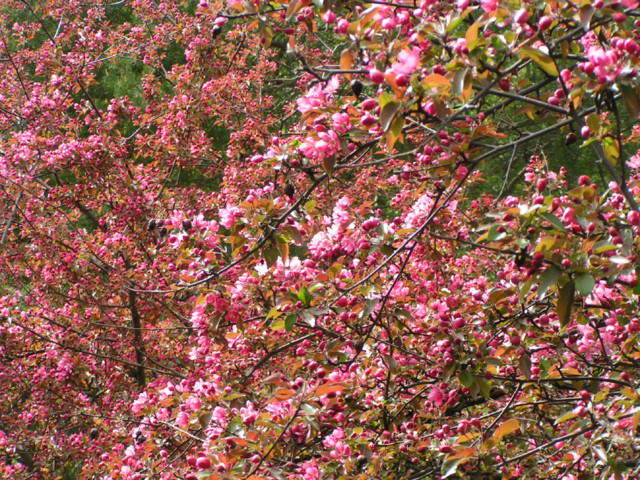 malus%20purpurea-normal.jpg