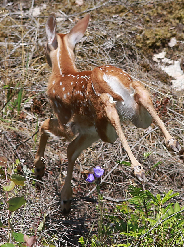 Bambi%2Clintuja%2Cperhosia%2Cpyjamalude%