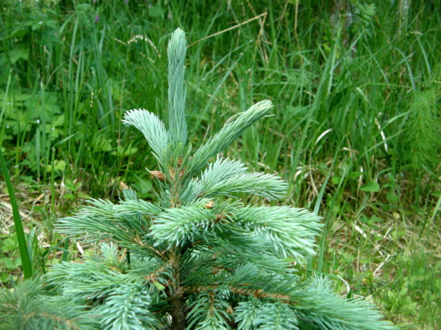 picea%20wilsonii%201-normal.jpg