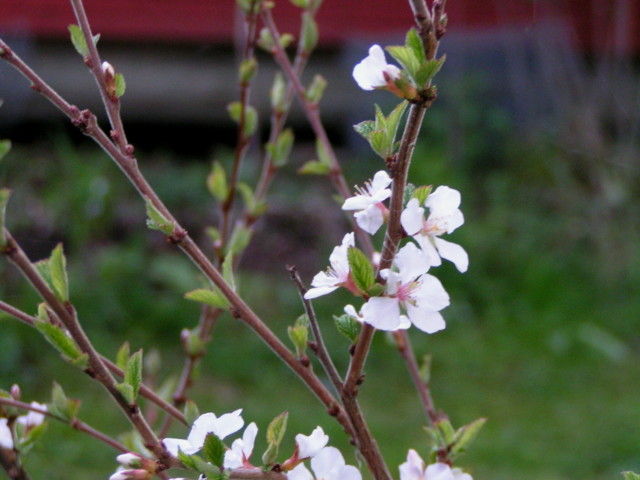 prunus%20tomentosa%202-normal.jpg