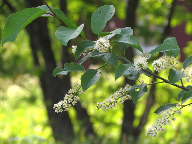 prunus%20virginiana%202-normal.jpg