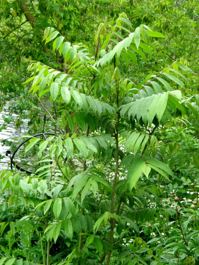 pterocarya%20rhoifolia-normal.jpg