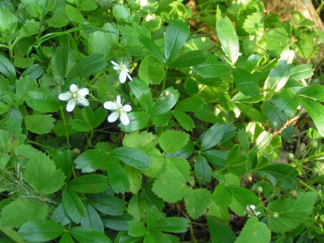 Potentilla%20tridentata-normal.jpg