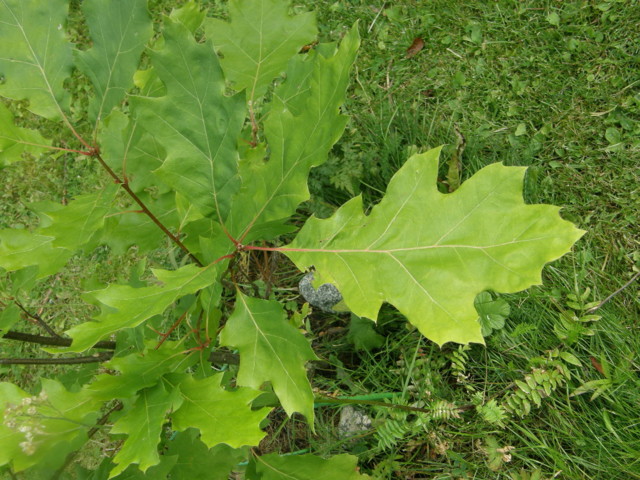 quercus%20robur%202-normal.jpg