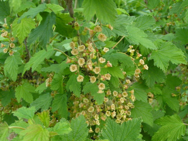 ribes%20rubra-normal.jpg