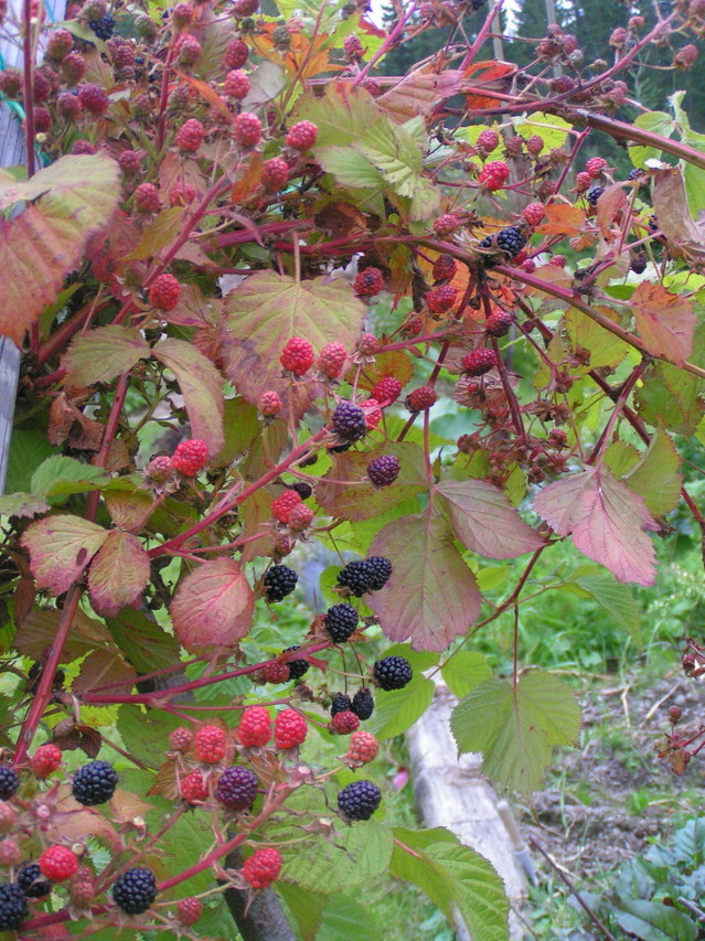 rubus%20allegheniensis%202-normal.jpg