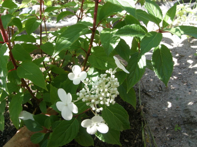 hydrangea%20mustilan-normal.jpg