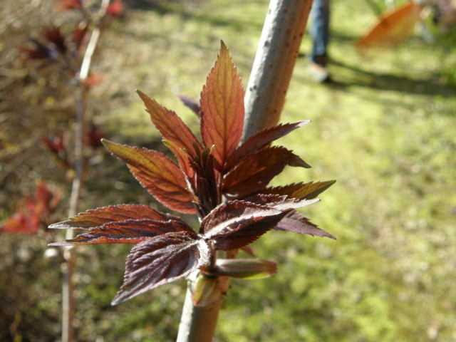 sambucus%20racemosa-normal.jpg