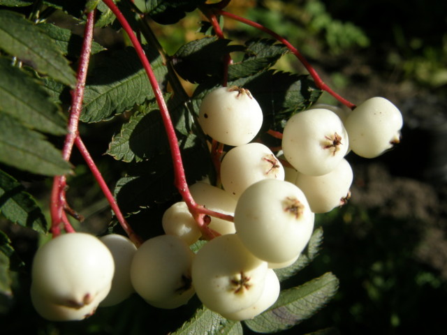 sorbus%20koehneana-normal.jpg