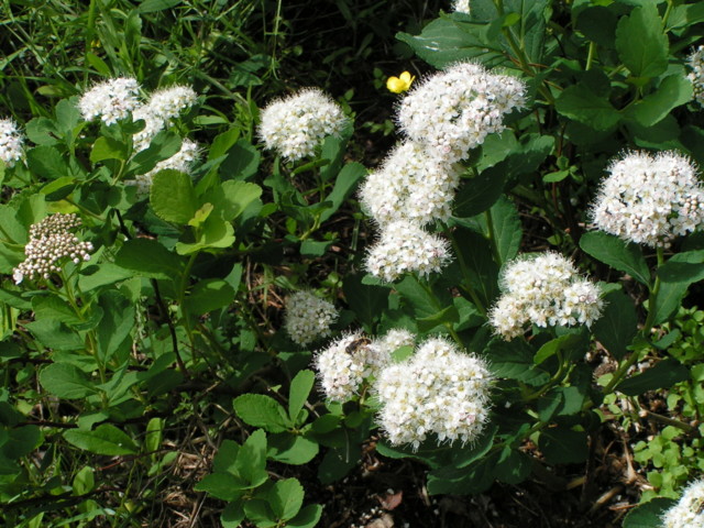 spirea%20betulisolia%204-normal.jpg