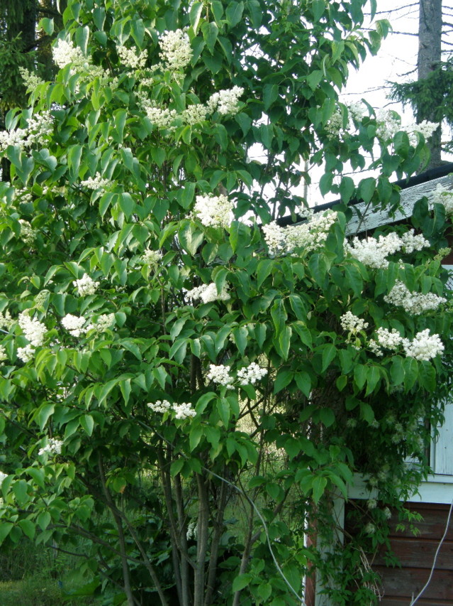 syringa%20reticulata%201-normal.jpg