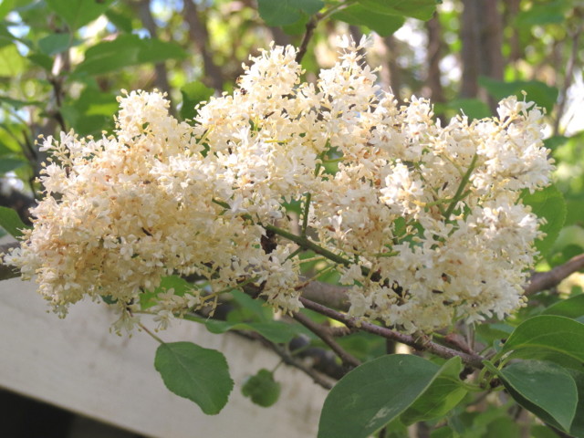 syringa%20reticulata%202-normal.jpg