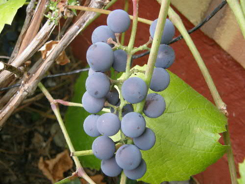 vitis%20beta-normal.jpg